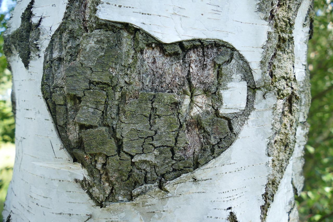 birch, nature, tree, bark, heart, love, promise, old